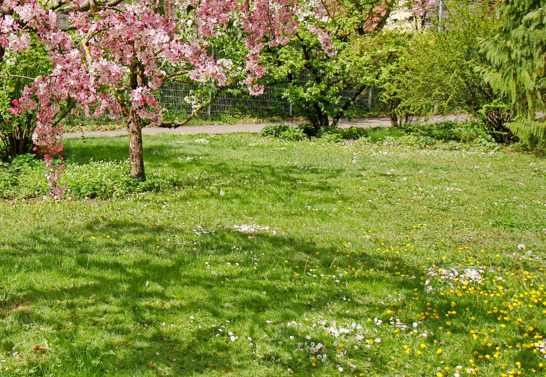 Wiesenflche im Mai