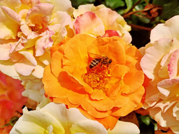 Westzeit ist eine Insektenweide.