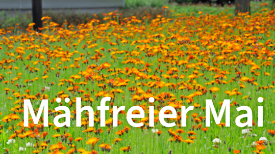 Blumenwiese mit Hieracium aurantiacum