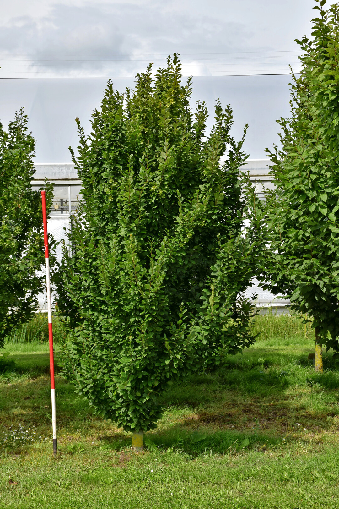 <i>Carpinus betulus</i>
 Bonanomi