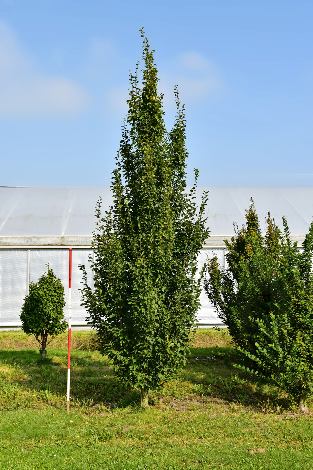 <i>Carpinus betulus</i>
 Bonnets Pyramid