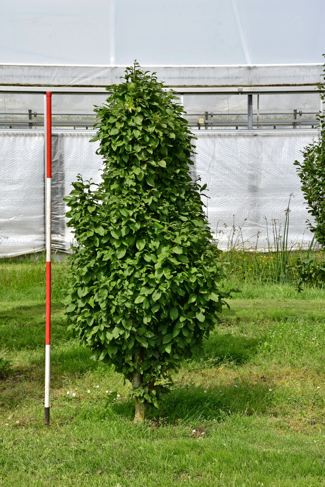 <i>Carpinus betulus</i>
 Columnaris Nana