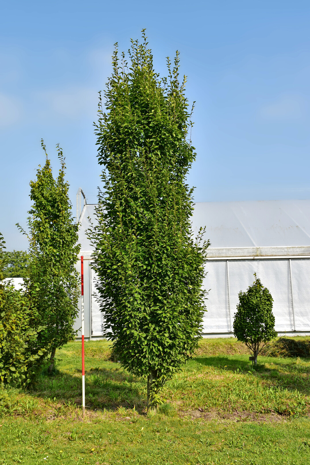 <i>Carpinus betulus</i>
 Fastigiata
