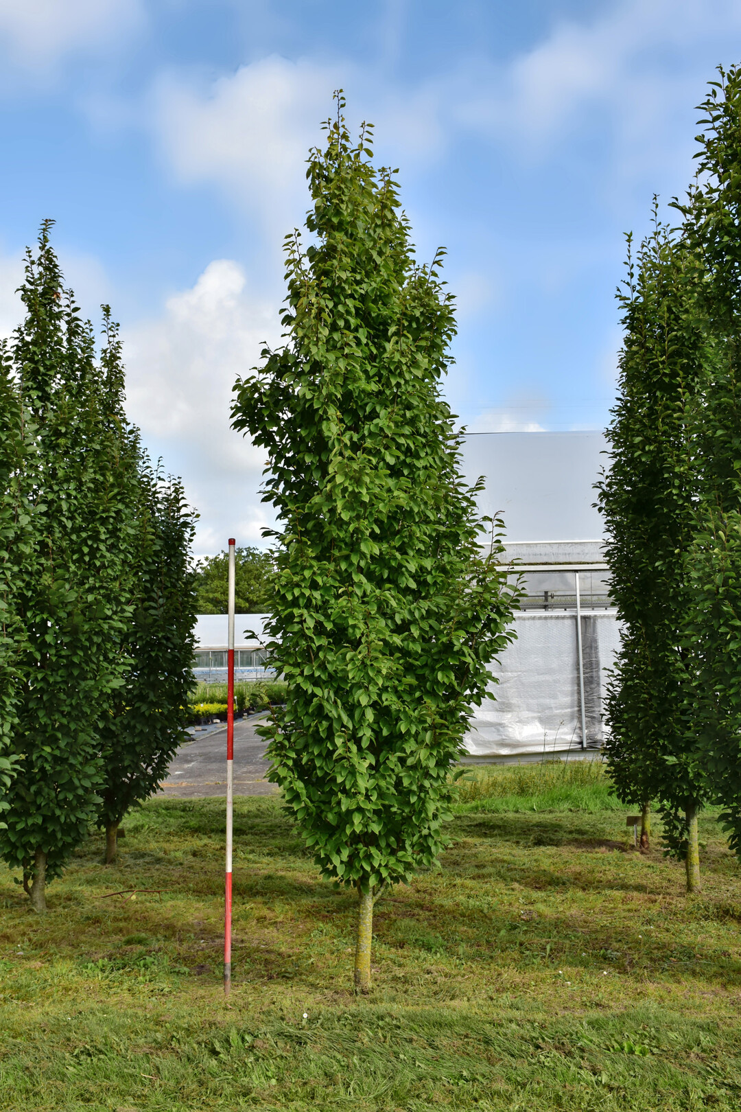 <i>Carpinus betulus</i>
 Frans Fontaine