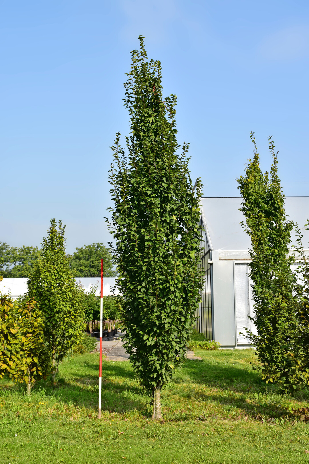 <i>Carpinus betulus </i>
Lucas