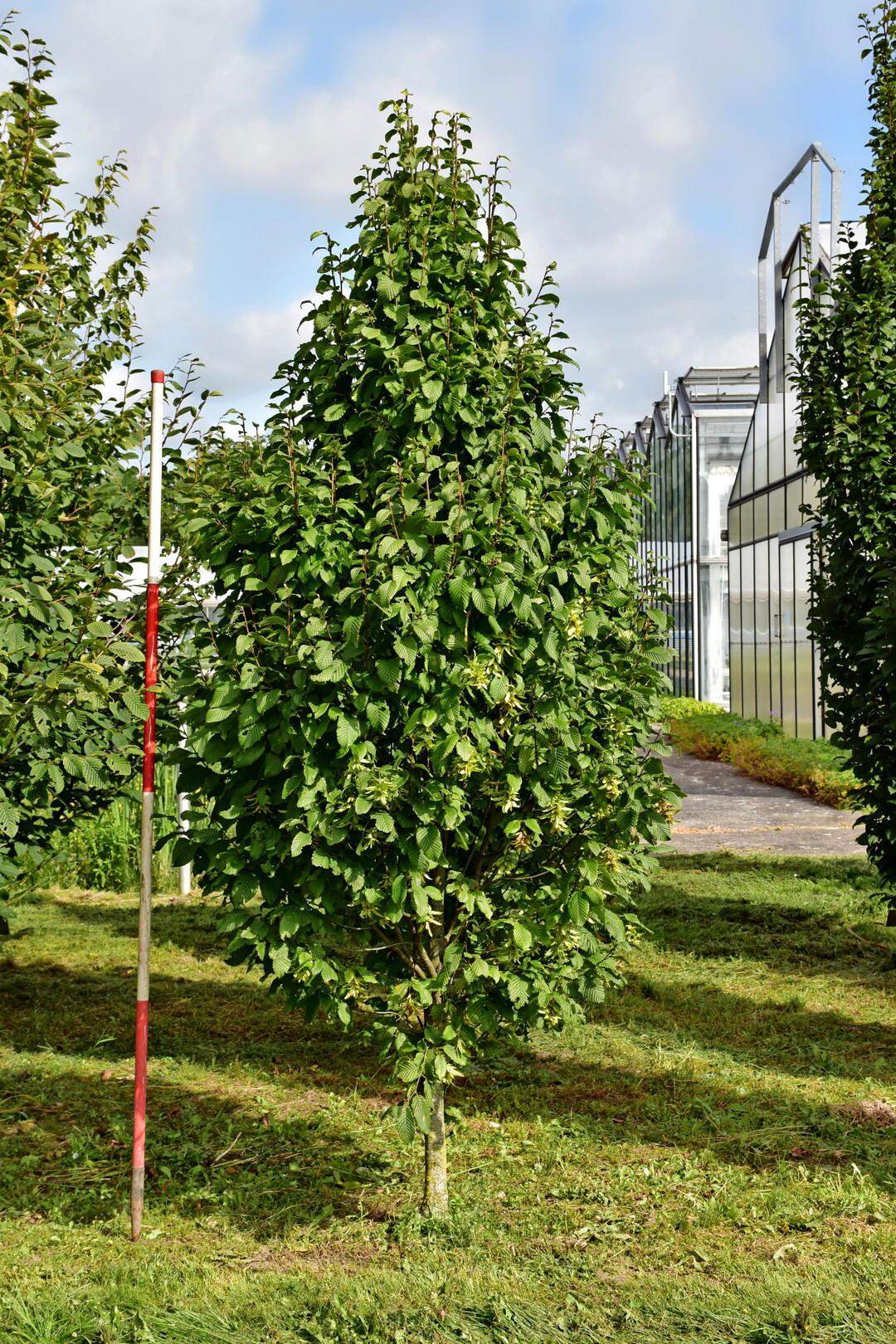 <i>Carpinus betulus</i>
 Nord