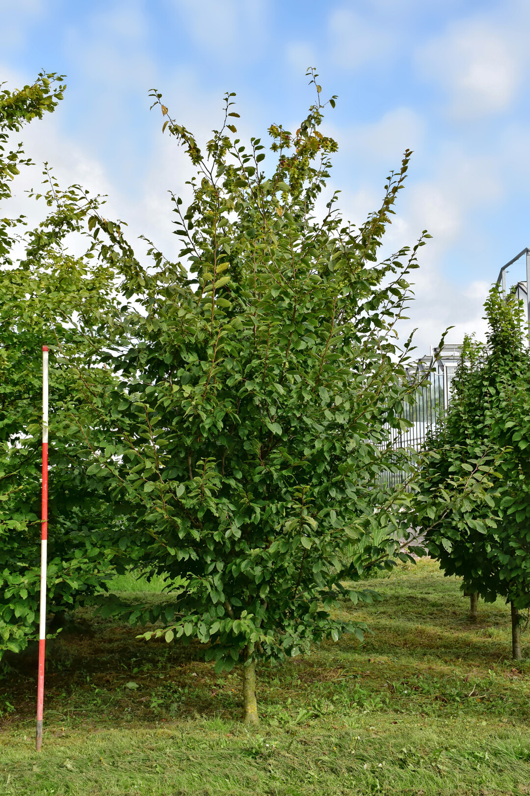 <i>Carpinus betulus</i>
 Purpurea