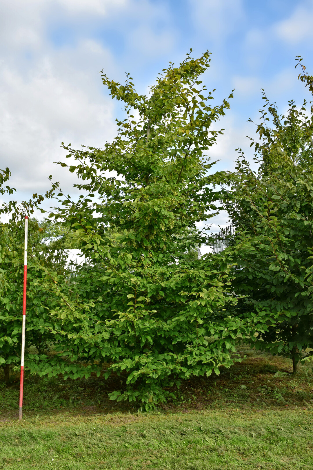 <i>Carpinus betulus</i>
 Lochglow 
Rockhampton Red