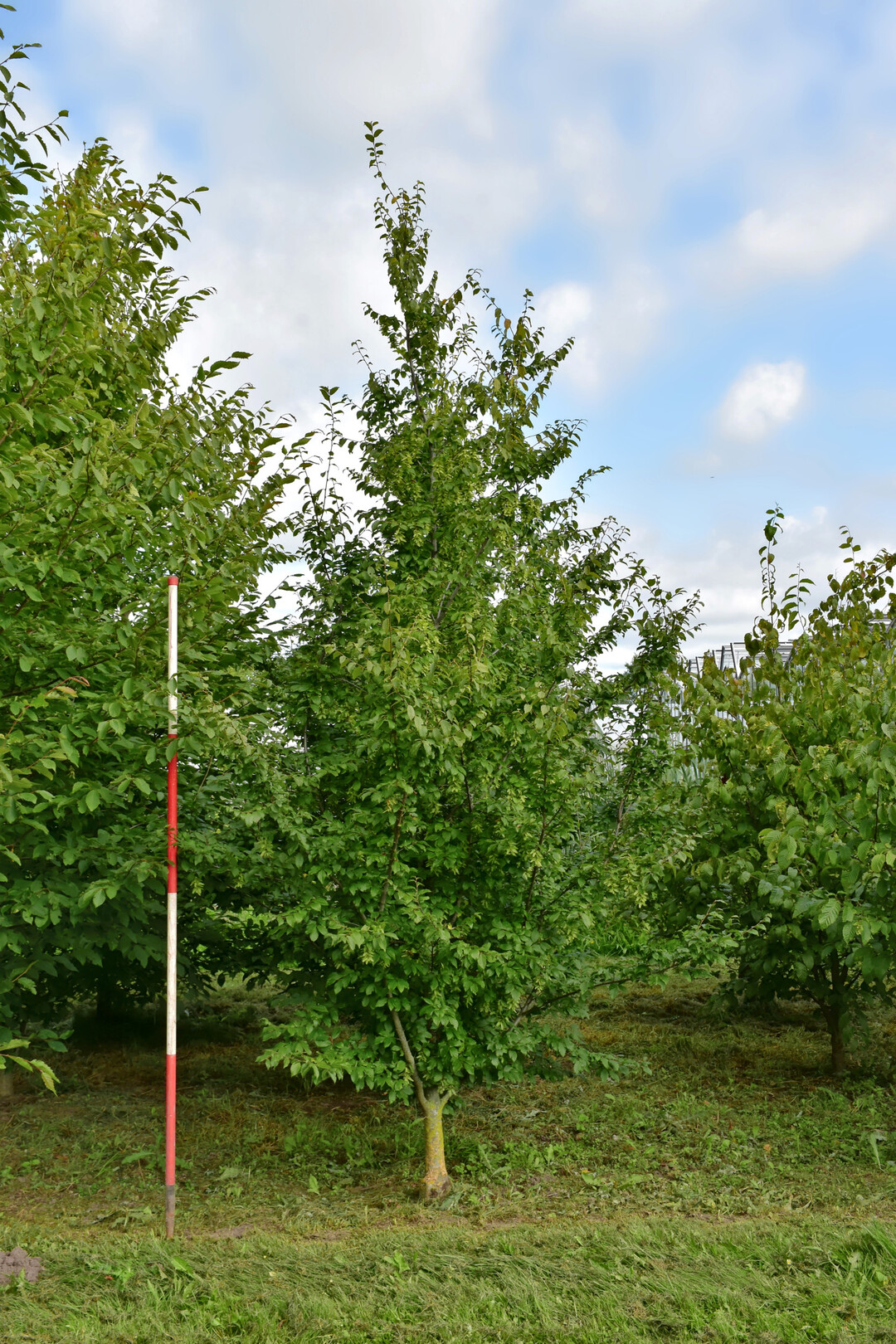 <i>Carpinus betulus</i>
 ssp. 
<i>carpinizza</i>