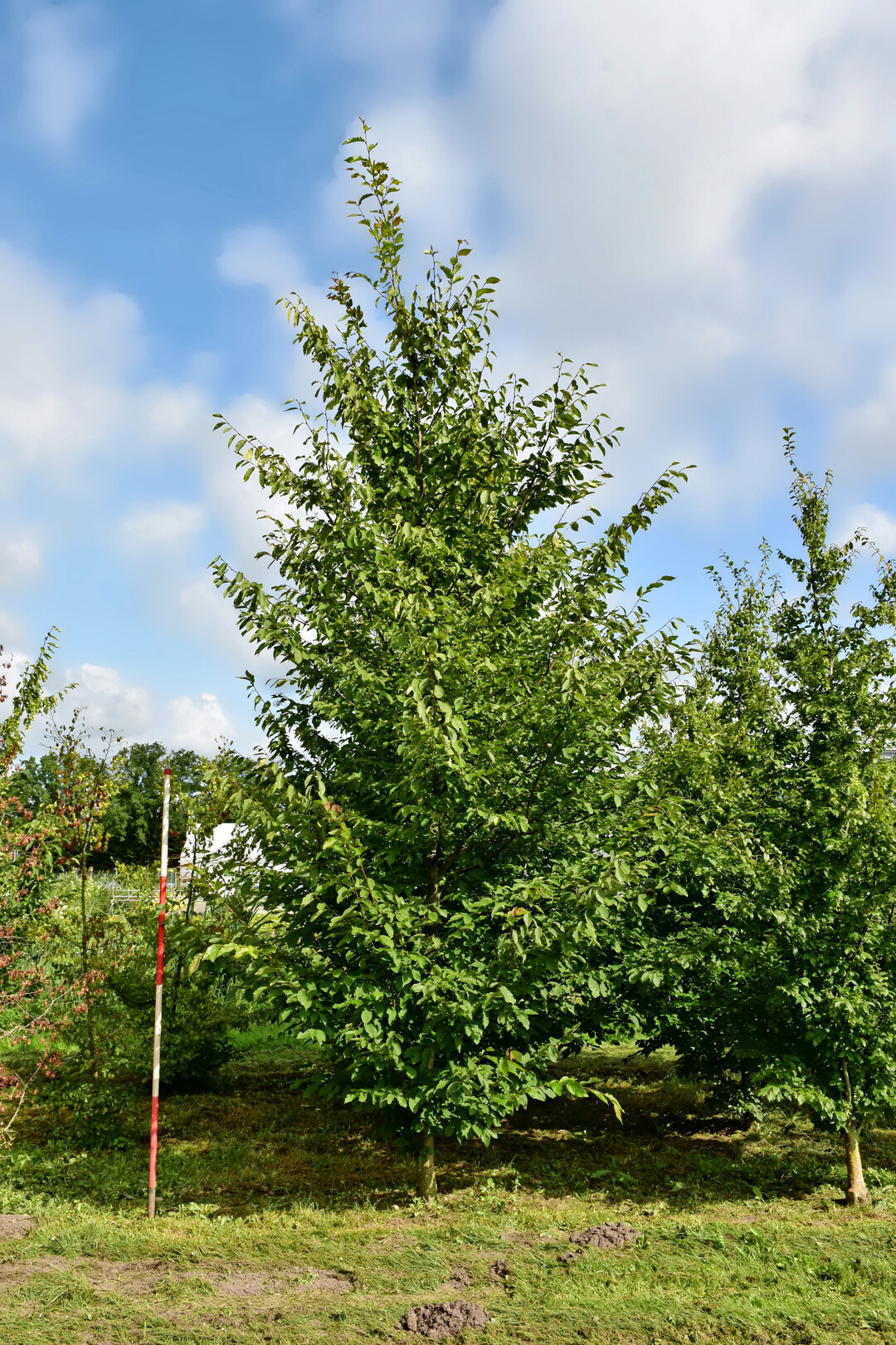 <i>Carpinus caucasica</i>