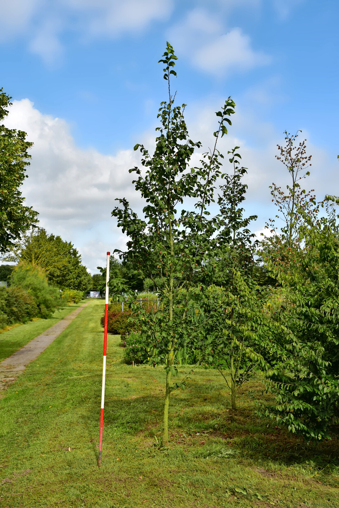<i>Ostrya carpinifolia</i>
 FC Moree