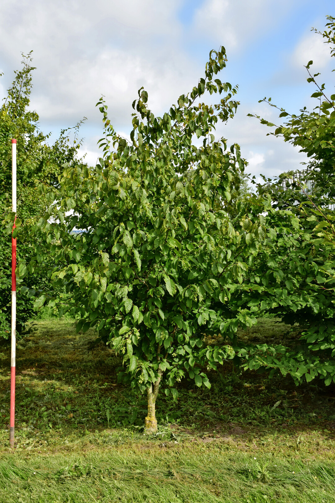 <i>Carpinus caroliniana </i>
Red Fall