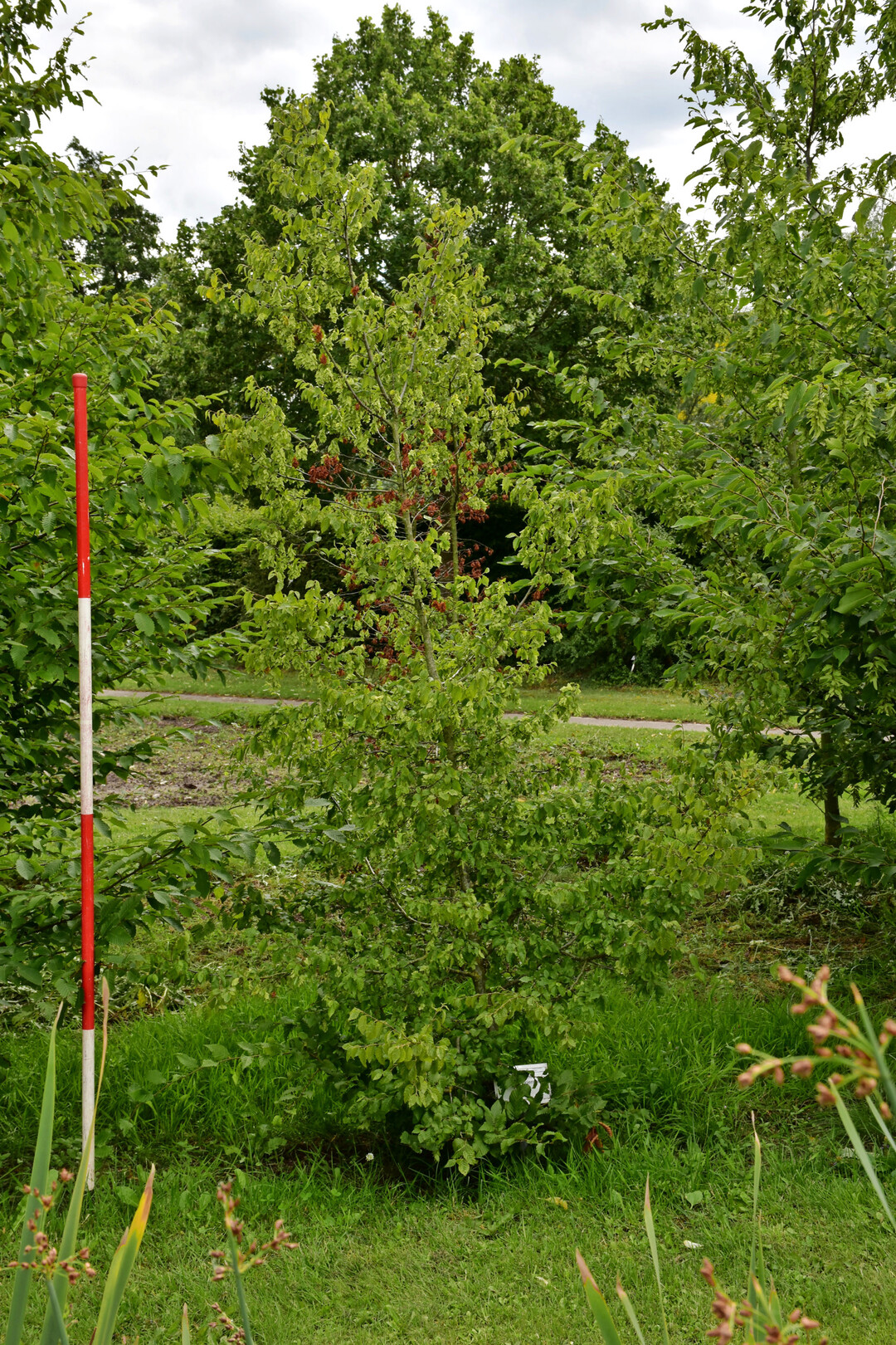 <i>Carpinus orientalis</i>
 Astrid 