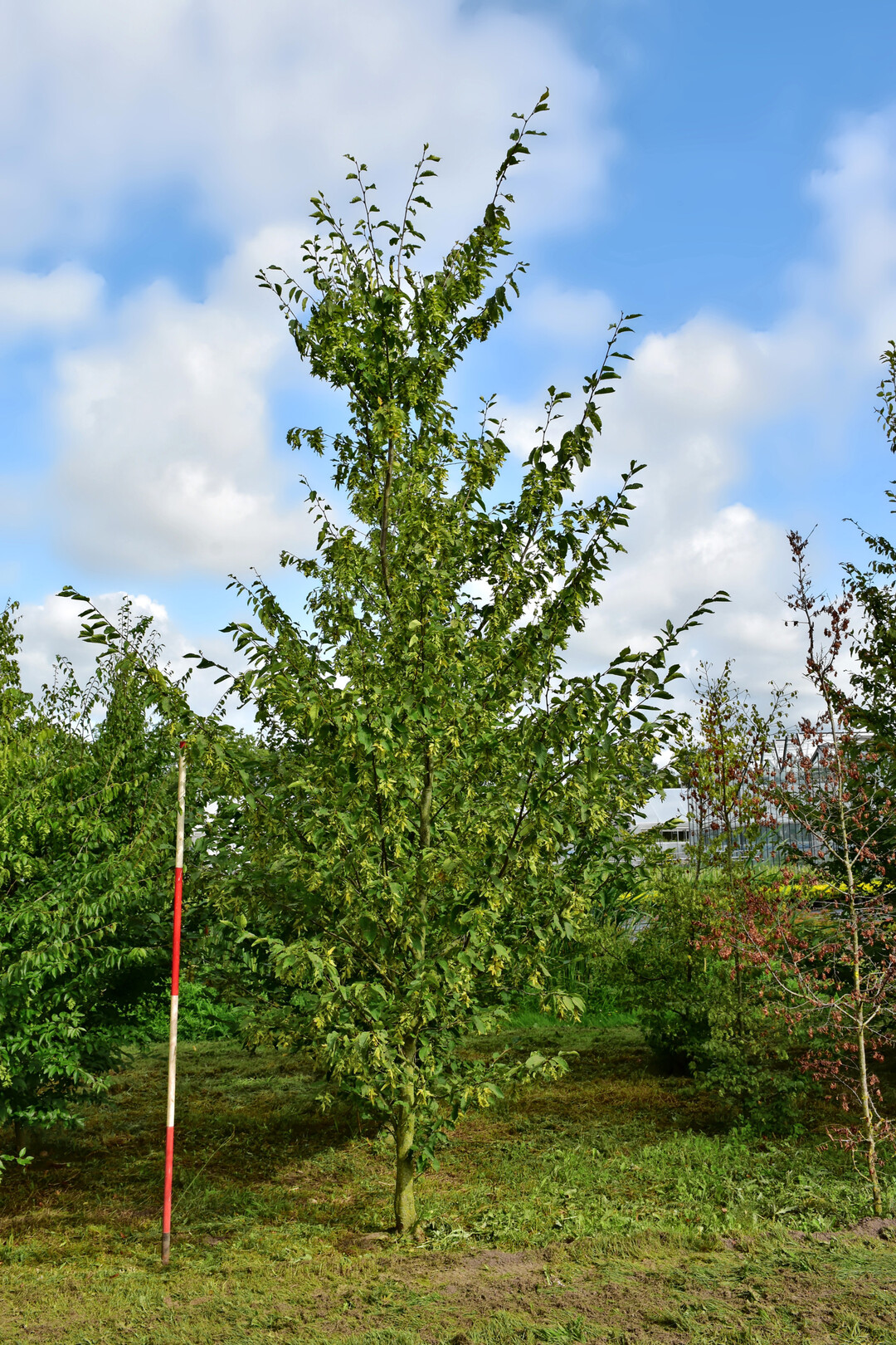 <i>Carpinus orientalis</i>
 van Laerhoven 