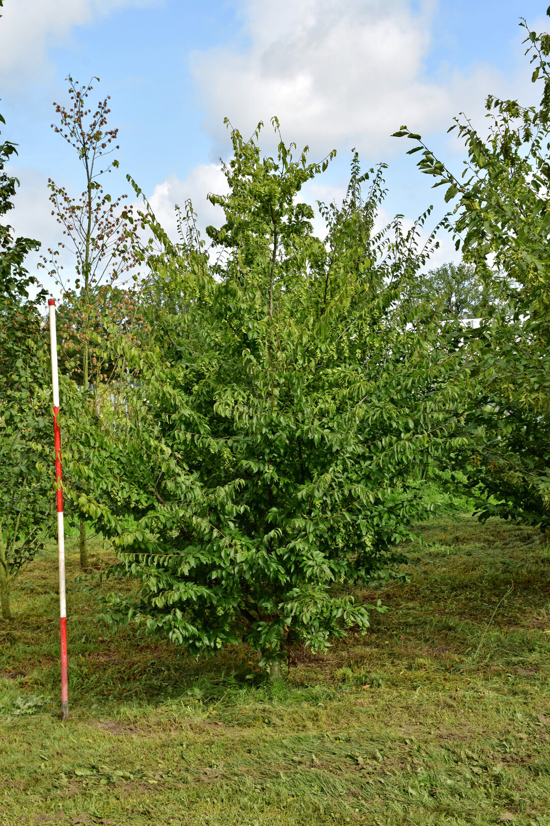 <i>Carpinus turczaninowii</i>
 Ward
