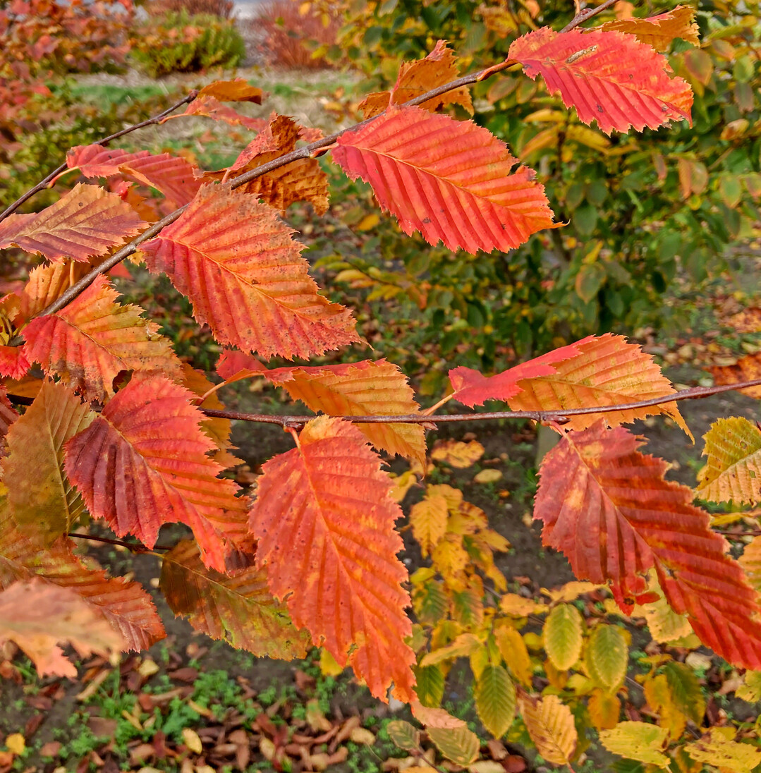 Herbstfrbung bei Rockhampton Red