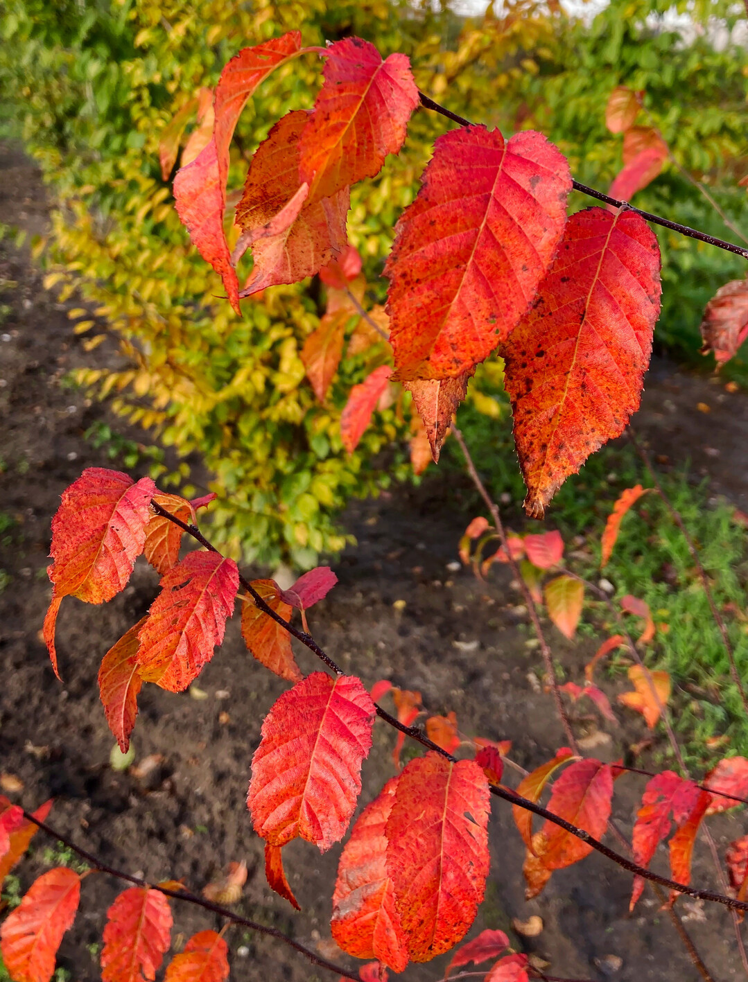 Herbstfrbung bei Red Fall