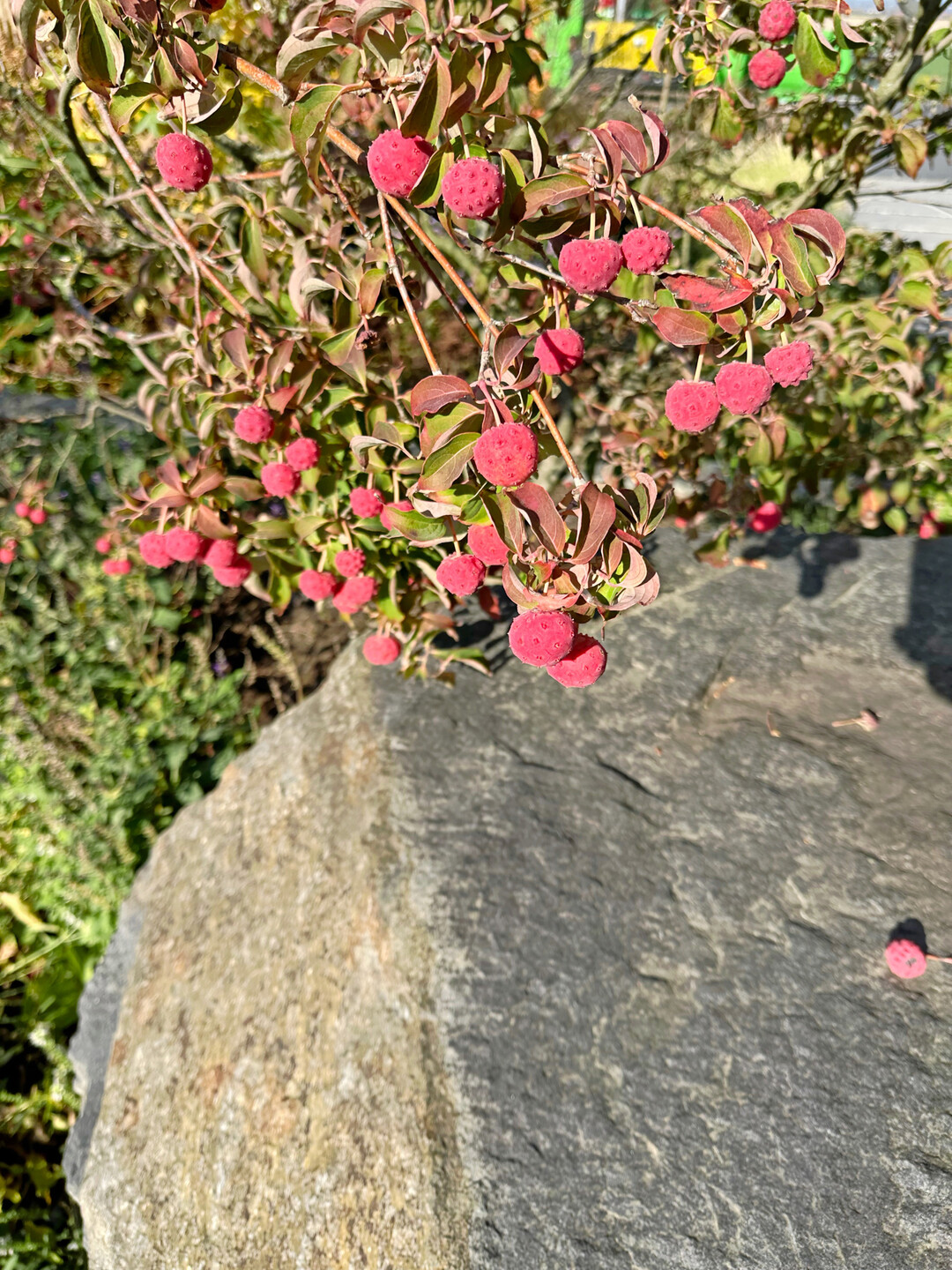 Gartenprojekt in Dresden-Gompitz