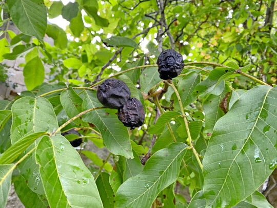 Von Walnussfruchtfliege befallene Frchte