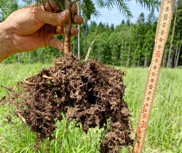 Gute Ausprgung des Wurzelwerks durch Verwendung wasserspeichernder Granulate