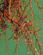 Gut mit Agrisan benetzt, werden die Wurzeln für Trockenheit fit gemacht.