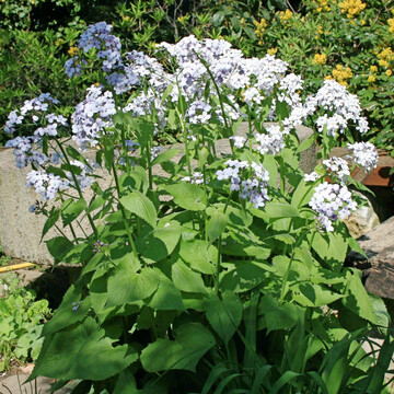 Lunaria rediviva