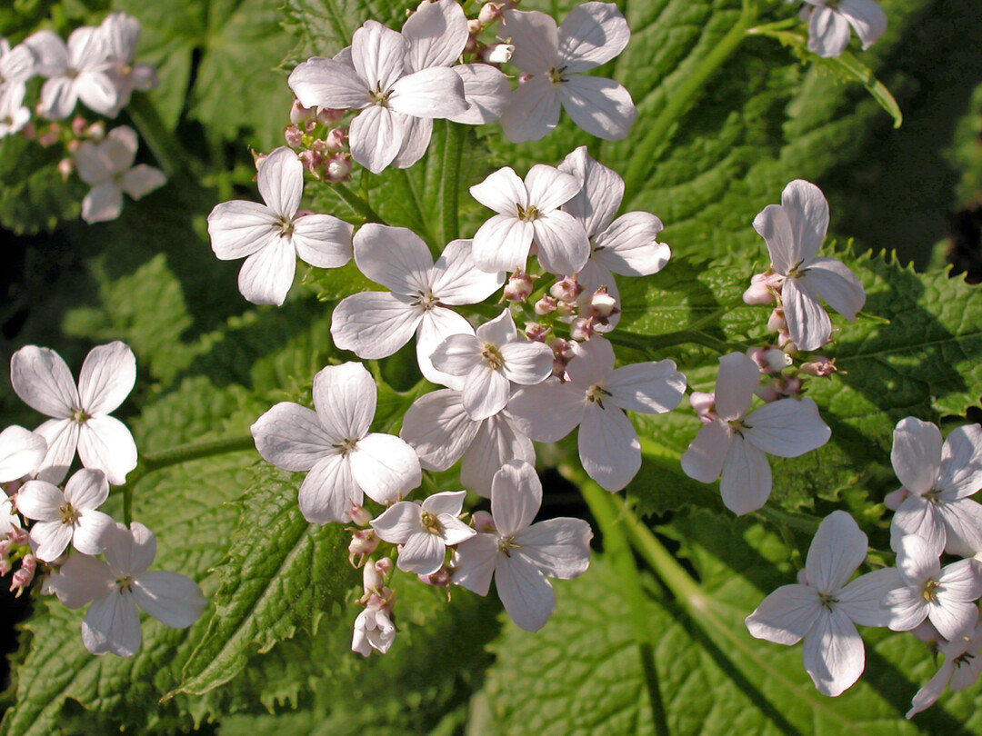 Lunaria rediviva