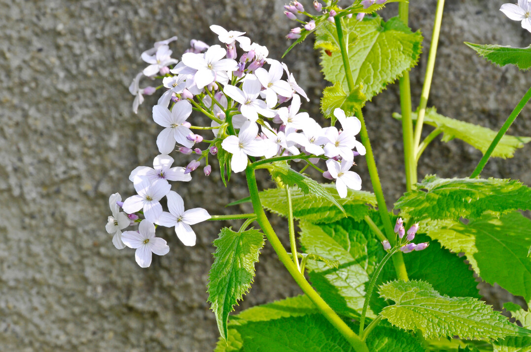 Lunaria rediviva