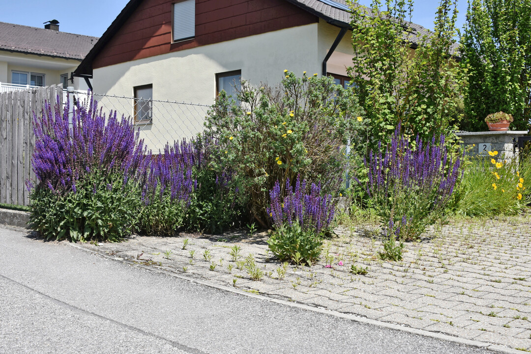 Zur Bltezeit des Hain-Salbei ist so ein Bild durchaus attraktiv. Fr die meisten Menschen ist es aber eher unordentlich und deshalb fr sie nicht pflegeleicht.