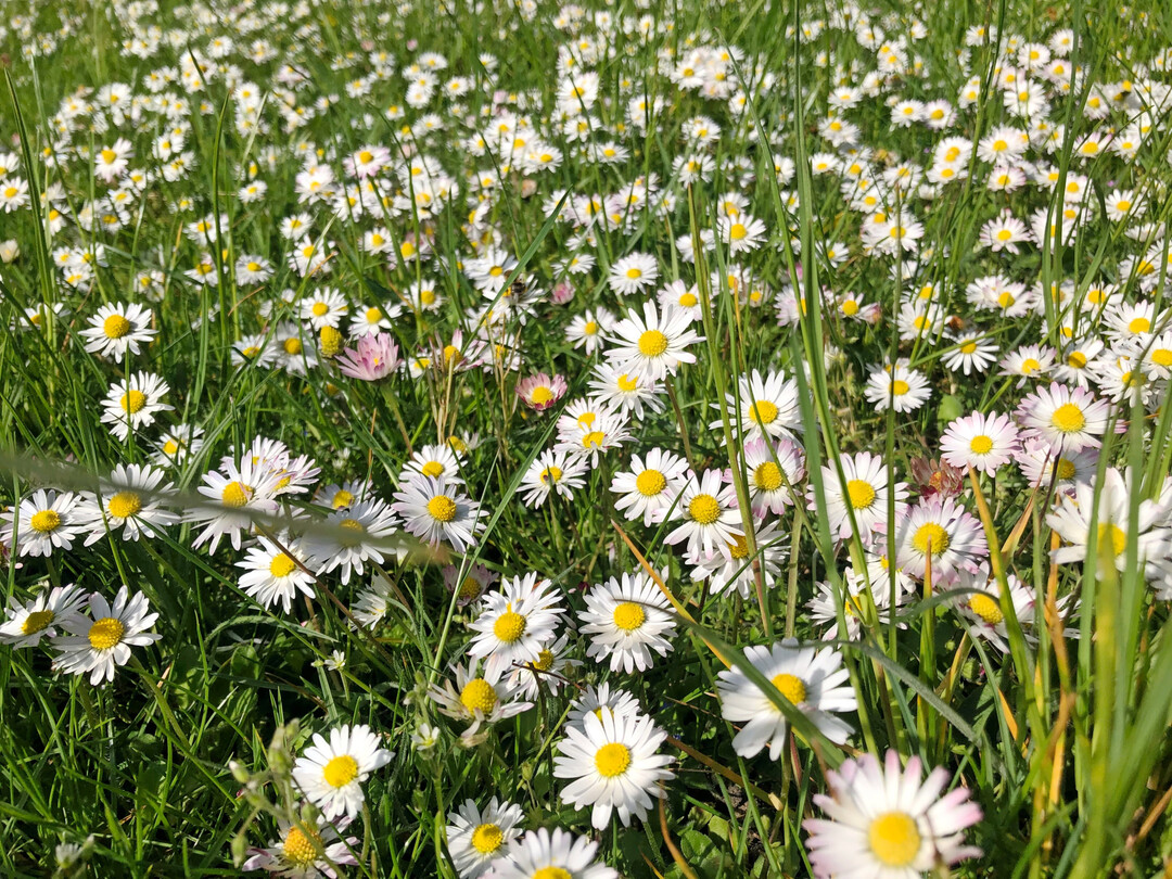 Ein Blumenrasen ist dann pflegeleicht, wenn er auch ein Blumenrasen sein darf.