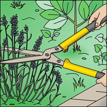 Sommerschnitt frdert bei Lavendel oder Thymian den kompakten Wuchs.