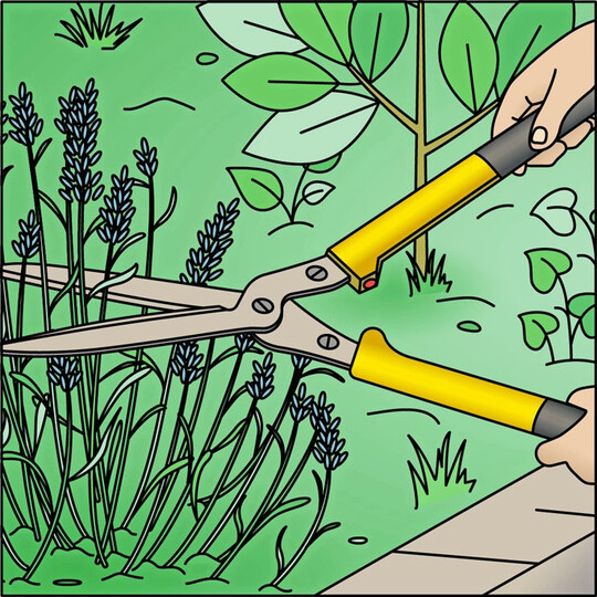 Sommerschnitt frdert bei Lavendel oder Thymian den kompakten Wuchs.