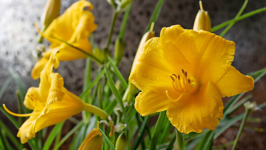 Hemerocallis-Sorten danken das Entfernen abgeblhter Blten.