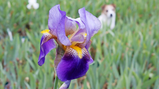 Garten-Iris brauchen ab einem gewissen Alter eine Verjngungskur.