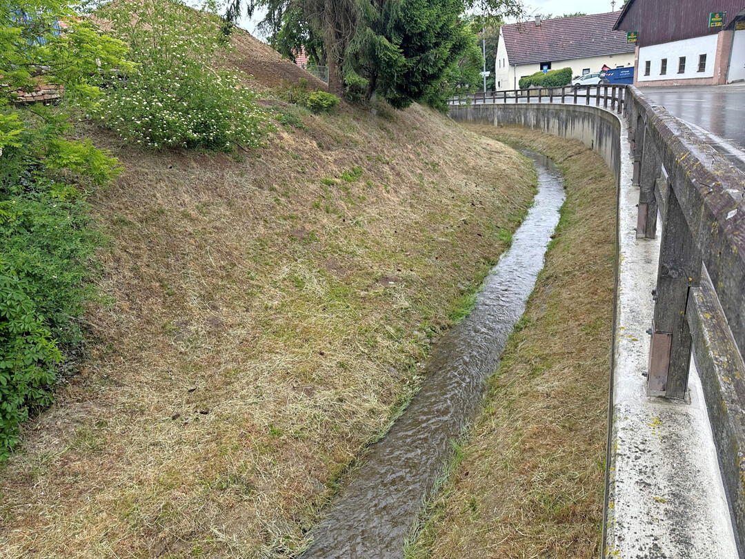 Totgepflegte Uferbschung nach Kahlschnitt mit dem Freischneider