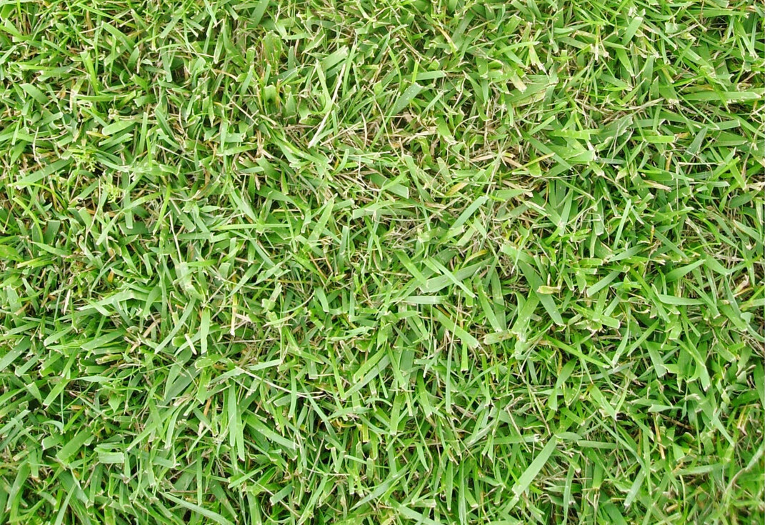 Rohr-Schwingel bildet die Basis fr trockenheitsvertrgliche Rasenmischungen.