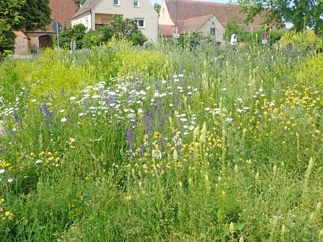 Blhende Wiesenbschung im Mai