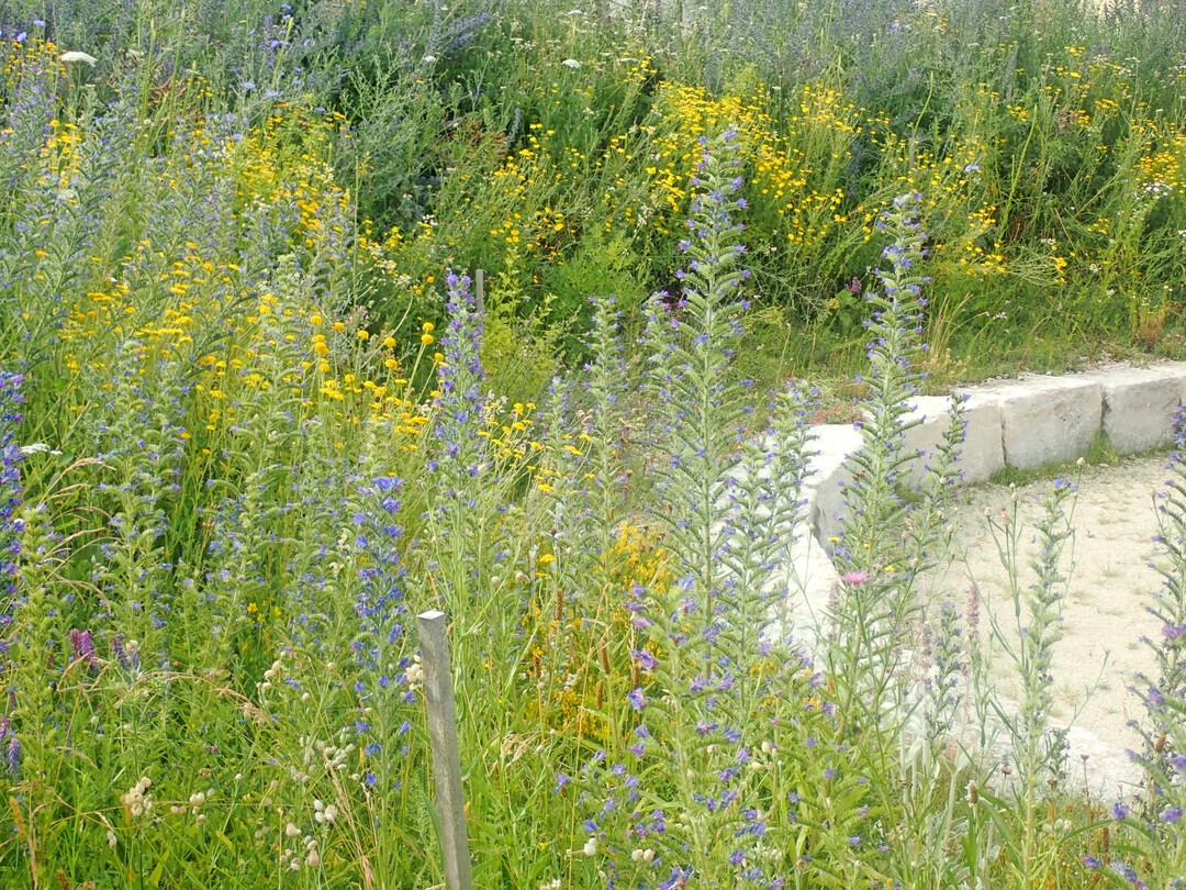 Wiesenbschungen knnen auch so aussehen. Gemht werden sie erst spt.