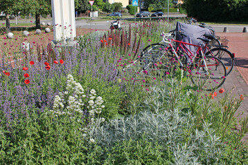 Nrtinger Staudenpflanzung: Klatschmohn-Smlinge (Papaver rhoeas) im zweiten Jahr der Pflanzung.