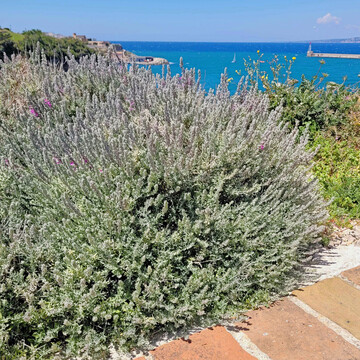 Teucrium marum