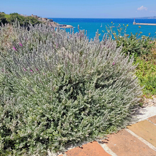 Teucrium marum