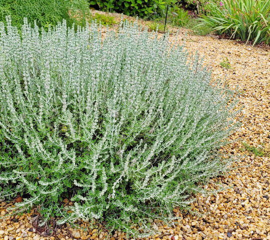 Teucrium marum
