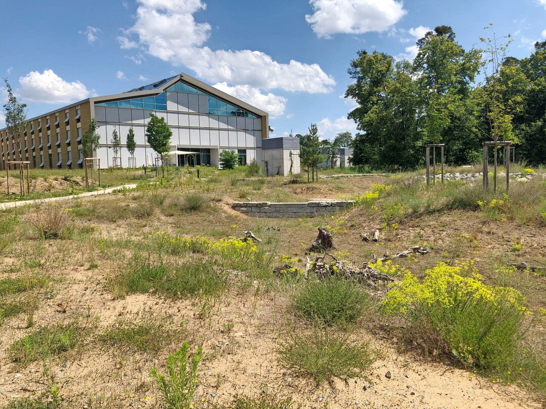 Auf dem Alnatura campus in Darmstadt ermglichen groe Flchen aus modelliertem Unterboden zugleich Versickerung und Biodiversitt.