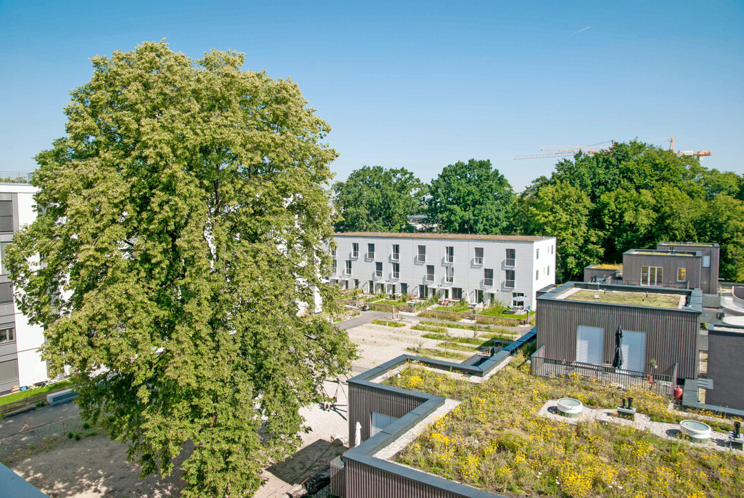 Dachbegrnungen stellen im Schwammstadt-Konzept einen wichtigen Baustein dar.