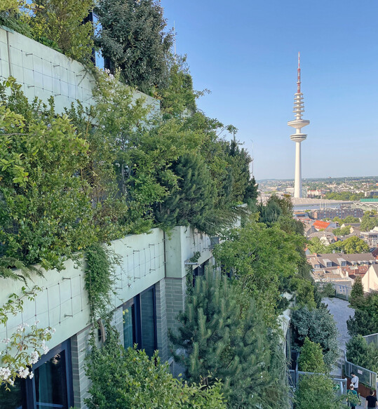 In Hamburg werden nicht nur grüne Dächer, sondern auch grüne Fassaden (hier der Hamburger Bunker) bis Ende 2026 gefördert. Das kurbelt indirekt die Nachfrage an.