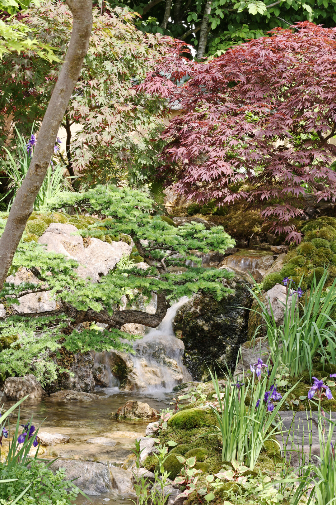 Cha No Niwa  Japanese Tea Garden