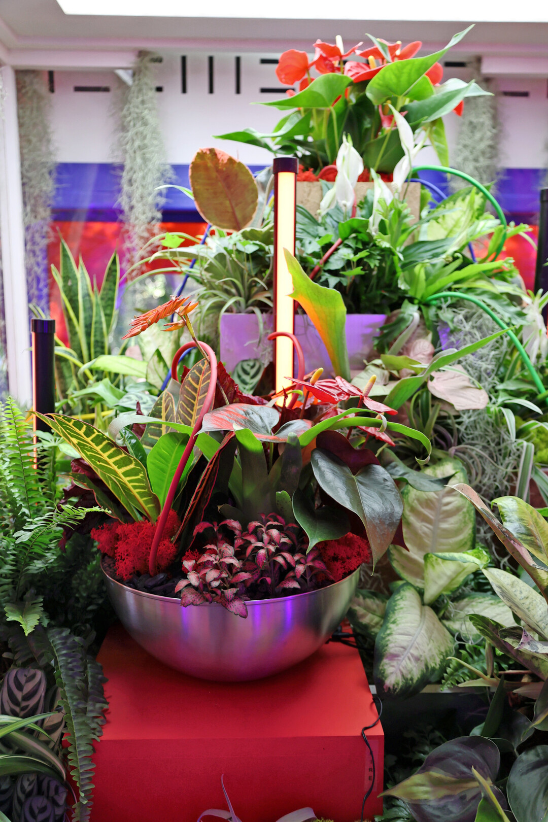 Babylon Beats Houseplants