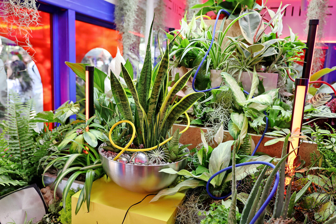 Babylon Beats Houseplants