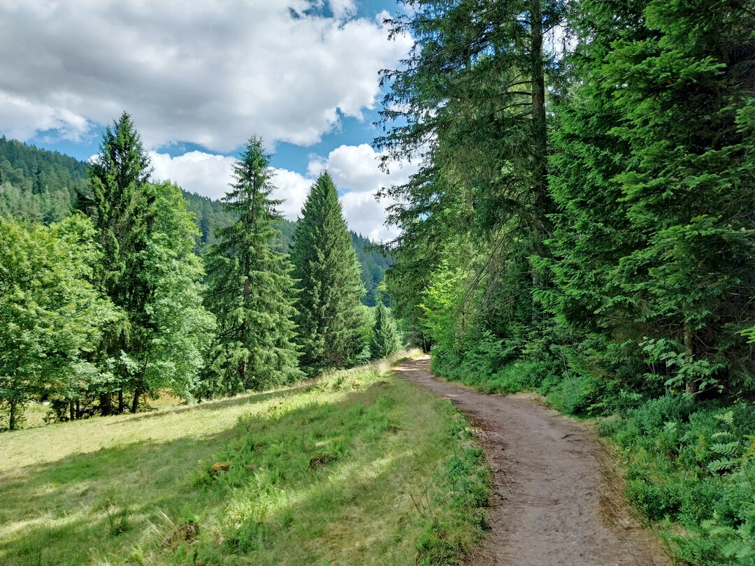 Erholung im Schwarzwald