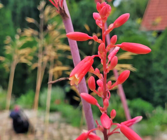 Hesperaloe parviflora